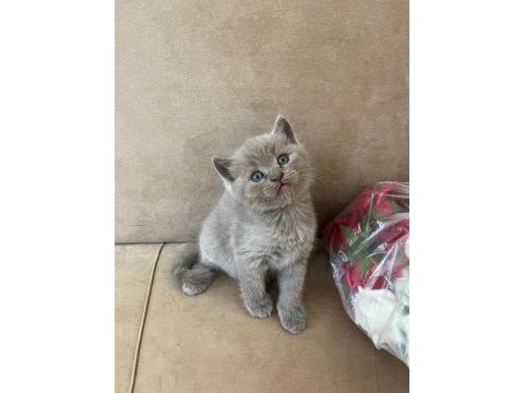 British shorthair kediler