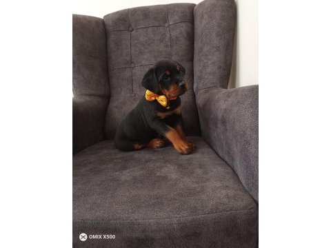 2 aylık dişi rottweiler mükemmel anatomi bayram öncesi acil