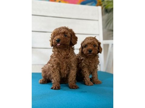 Minnacık toy poodle yavrularım