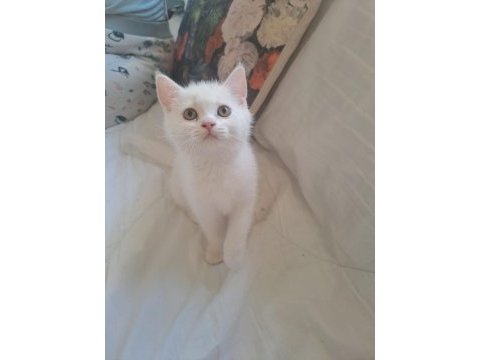 Yavru british shorthair kedimiz