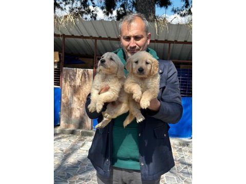 Sevimli golden retriever yavrularımız