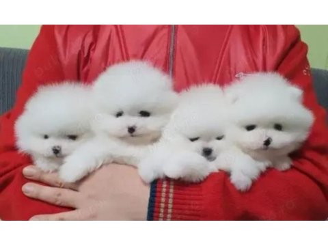 Boo garantili pomeranian yavrularımız