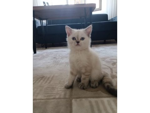 Teslime hazır british shorthair kuzucuklar