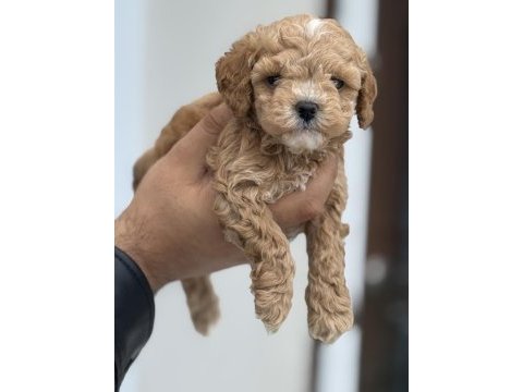 Petmode köpek çiftliğinden kore maltipoo 