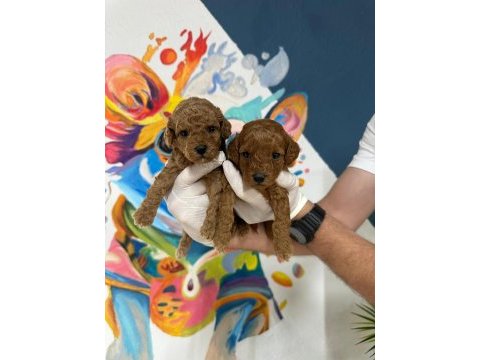 Anatomi güzeli poodle bebekleri