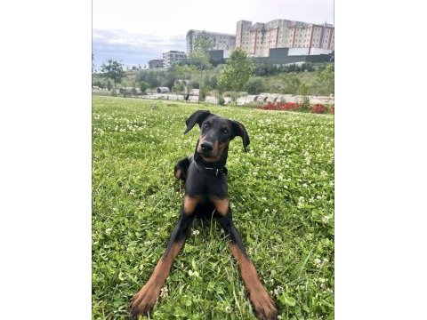 Yavru safkan doberman