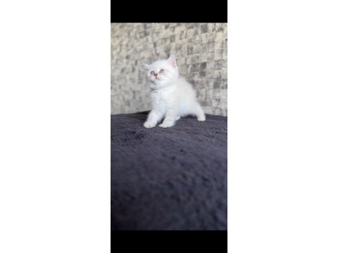 British shorthair dişi kedimiz