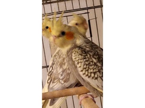 Bebek sultan papağanı yavrular