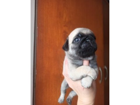 Pug yavruları a kalite tüm illere gönderim