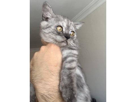 Show kalite safkan british shorthair yavrular