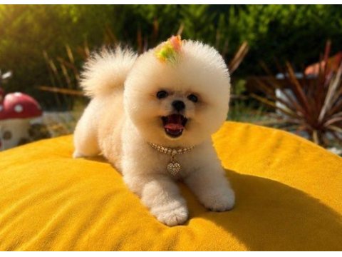 Üst kalite teddy bear garantili pomeranian yavrularım