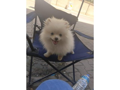 Pomeranian boo dişi köpeğimiz