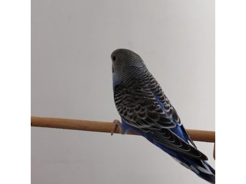 Yavru yeme yeni düştü erkek spangle muhabbet kuşu