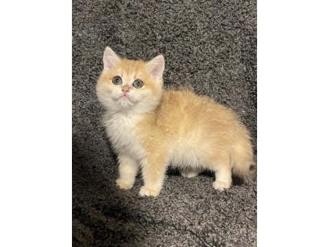 Anne baba şecereli golden ny12 british shorthair erkek
