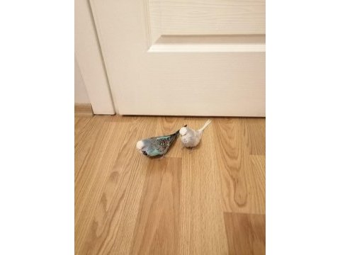 Muhabbet kuşlar askere gideceğim için satılıktır