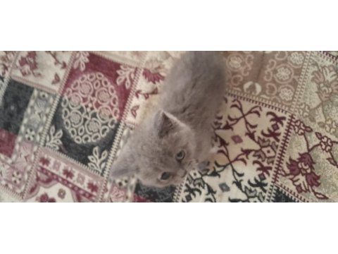Safkan british shorthair