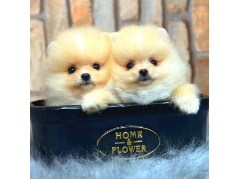 Ayı surat pomeranian boo
