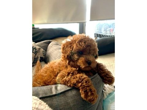 Safkan toy poodle yavru