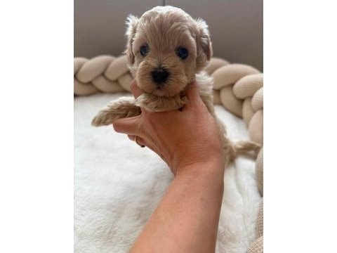 Maltipoo  minikler
