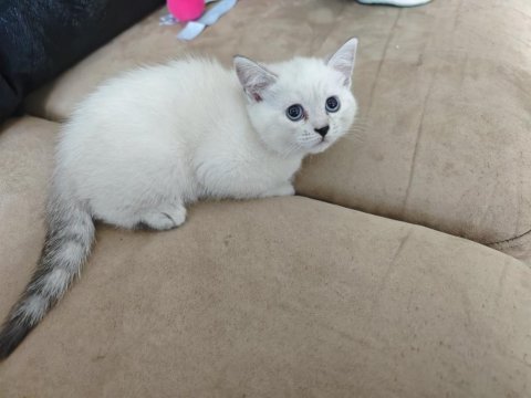 Siyam kedisi yavruları