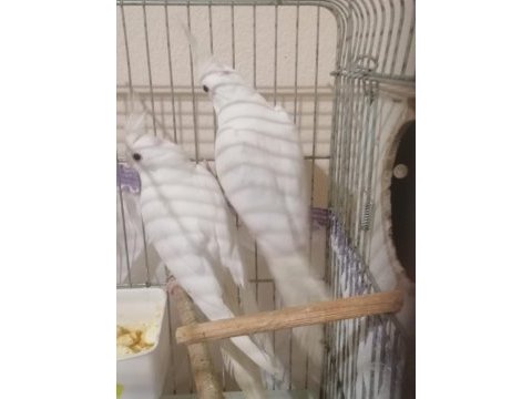 Albino sultan papağanı takımlar