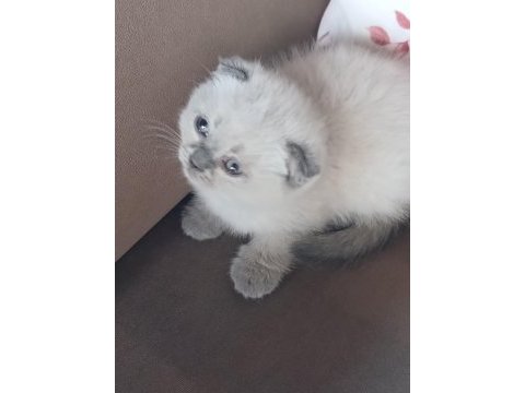 Bebek kedilerimiz yuva arıyor