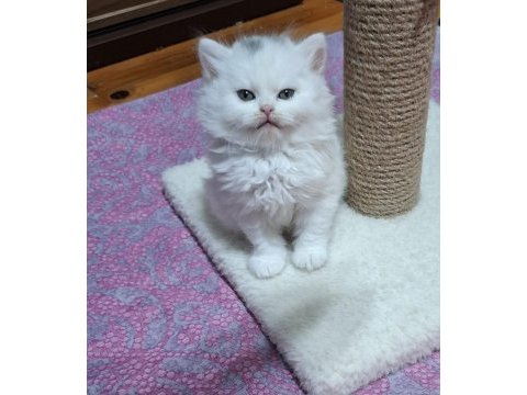 Kedimiz hakkında detaylı bilgi için mesaj atın