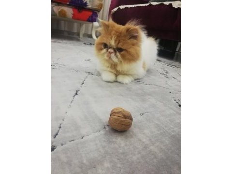 1 yaşındaki tatlı exotic shorthair kedisi
