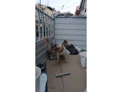 Dişi bulldog 2 yaşında ulaşın bana çok akıllı
