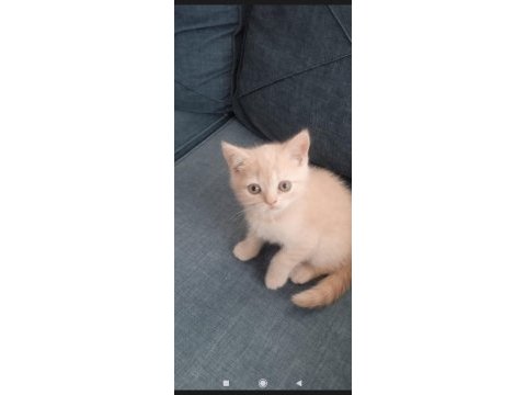Erkek uysal eğitimleri var british shorthair
