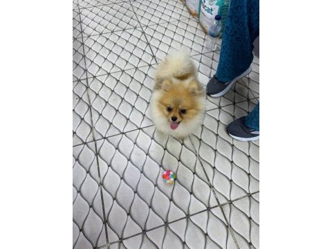 Ultra kalite orijinal pomeranian yavruları