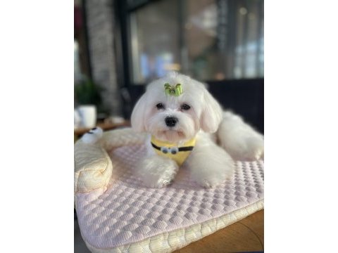 Kore kan maltese köpeği