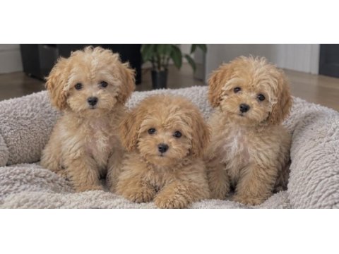 Poodle ayarında maltipoo miniklerim