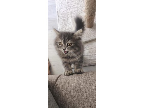 Pofuduk şivava kızım uysal aşırı güzel huylu