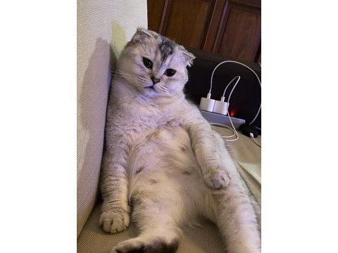 Safkan scottish fold artık bakamıyorum