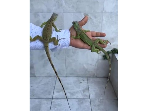 Tamamen yasal ithalat belgeli iguana