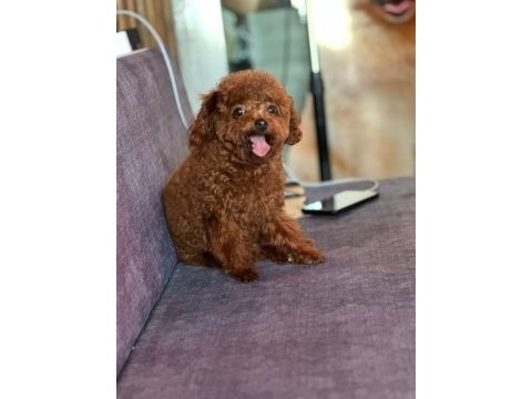 Show kalite red brown toy poodle yavrularımız