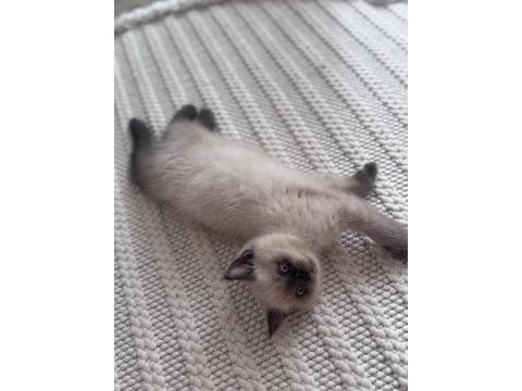 2 aylık safkan blue point british shorthair