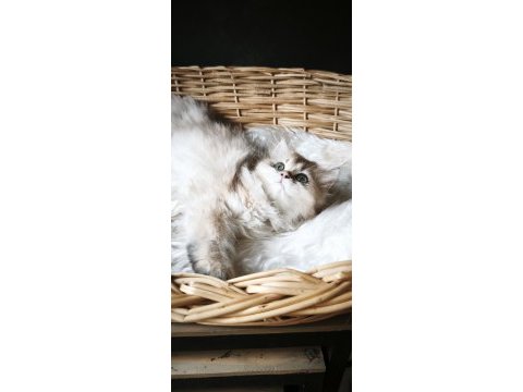 Ny25 dişi british longhair