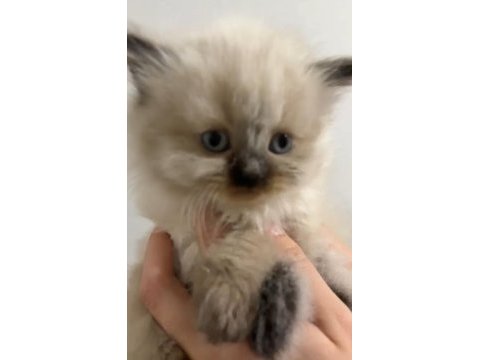 Özel bir yavru himalayan kedisi