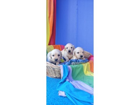 Bebek yüz orjinal gerçek golden retriever yavrular