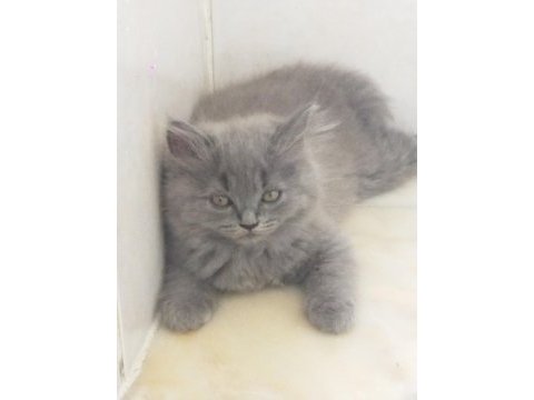 British shorthair bebelerimize yeni yuva arıyoruz