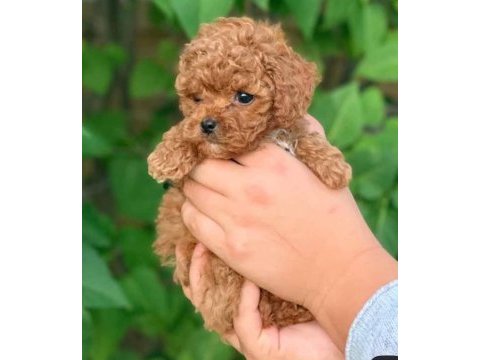 Mini toy poodle