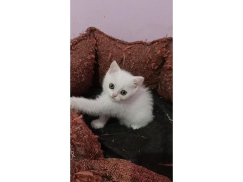 British shorthair yavrularımız sahiplendirilecek