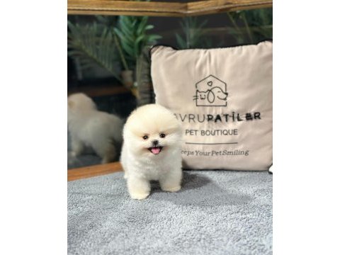 Zeki ırk pomeranian yavrular için bizlere ulaşın