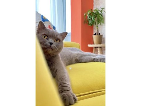 British shorthair yetişkin