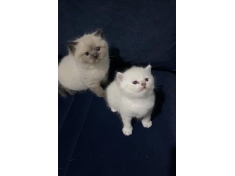 Dişi erkek orjinal ırk yavru kedilerimiz