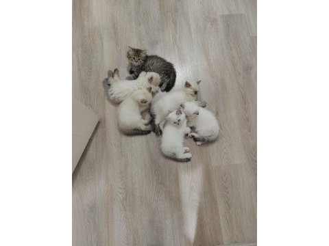 2 aylık yavru kediler 5 adet