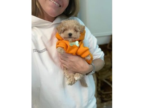 Kore maltipoo yavrularımız