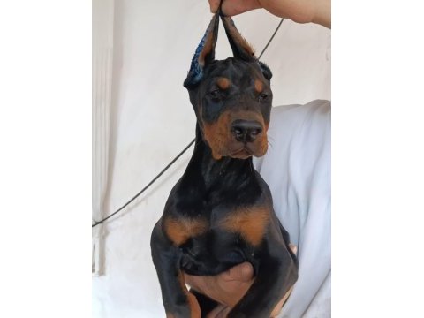 A şecere safkan doberman yavruları